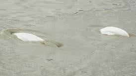 Springtime belugas return to Cook Inlet, chasing hooligan and attracting scientists