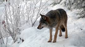 Finland to start 2nd govt-sanctioned trial wolf hunt
