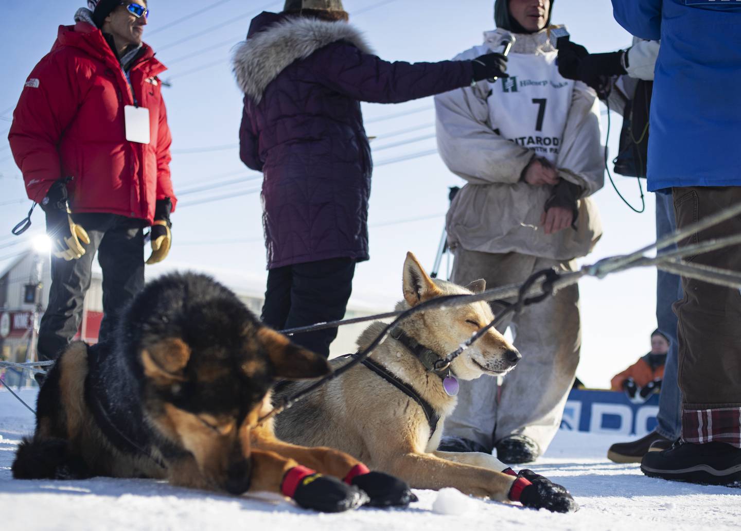 Nome, Iditarod, finish line, mushing, Iditarod Trail Sled Dog Race, front street, Matt Hall