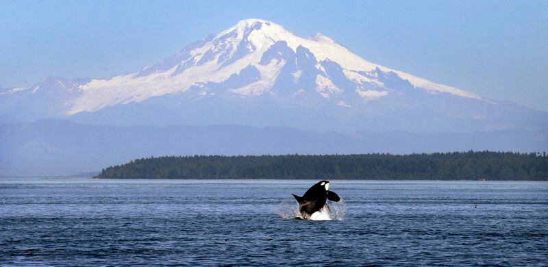 An orca whale breaches in view of Mount Baker, some 60 miles distant, in the Salish Sea in the San Juan Islands, Wash. (AP Photo/Elaine Thompson, File)