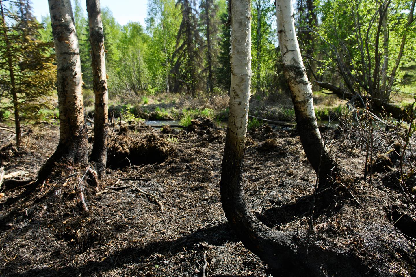 Anchorage wildland fire danger