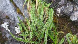 This ultra-rare plant that only grows on Adak is getting new attention