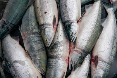 Alaska Senate proposes $7.5M aid package for struggling fish processors