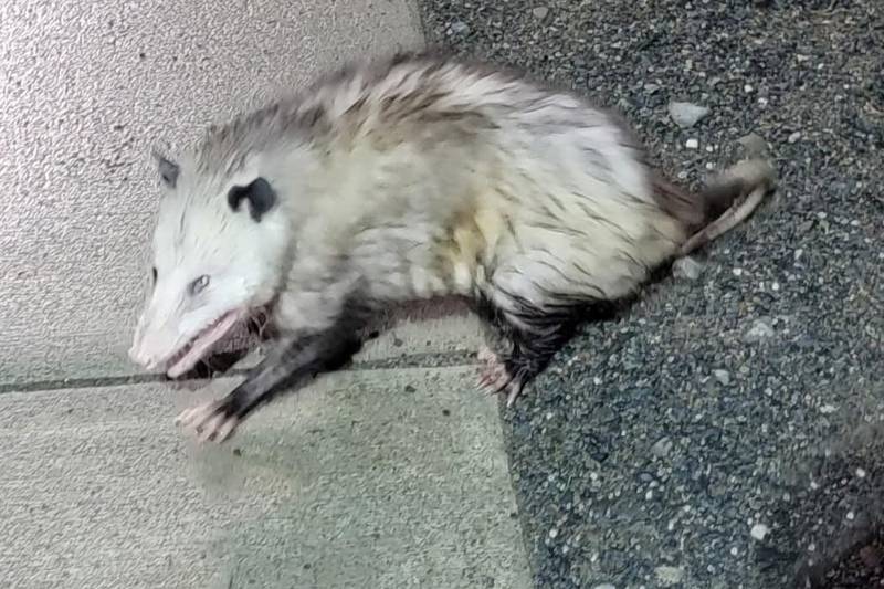 Stowaway opossum that ran loose in Homer for weeks finds a home at the Alaska Zoo