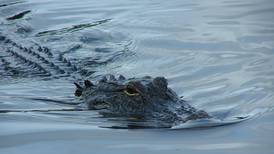 Alaska should drain its gator swamps and plan for the future