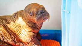 Walrus calf dies after being rescued from North Slope miles from the ocean