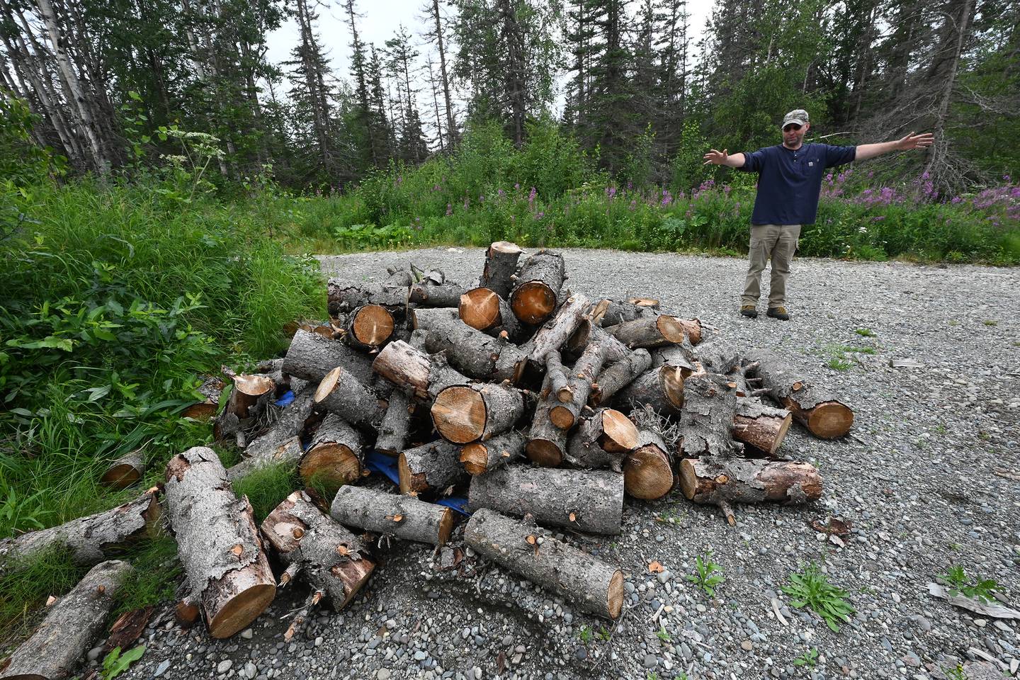 Spruce Bark Beetle killed trees