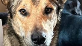 Search continues for Leon, the Iditarod sled dog that escaped from a checkpoint over 3 weeks ago