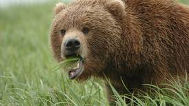 OPINION: Alaska’s recent brown bear massacre is a historic disgrace