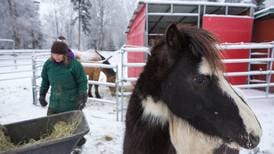 The maddening joy of keeping horses in Alaska during a cold snap