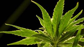 DEA will move to reclassify marijuana as a less dangerous drug - though not yet legal