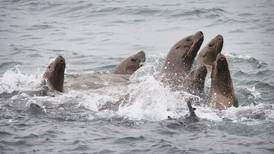 Feds offer reward for information after Steller sea lions shot at start of Copper River salmon season 