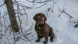 Snare some knowledge about trapping in Alaska and help keep your dog safe out there 