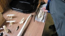 Begich urges caution on potential ivory restrictions