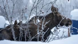 Moose that knocked down man in Willow shot by troopers