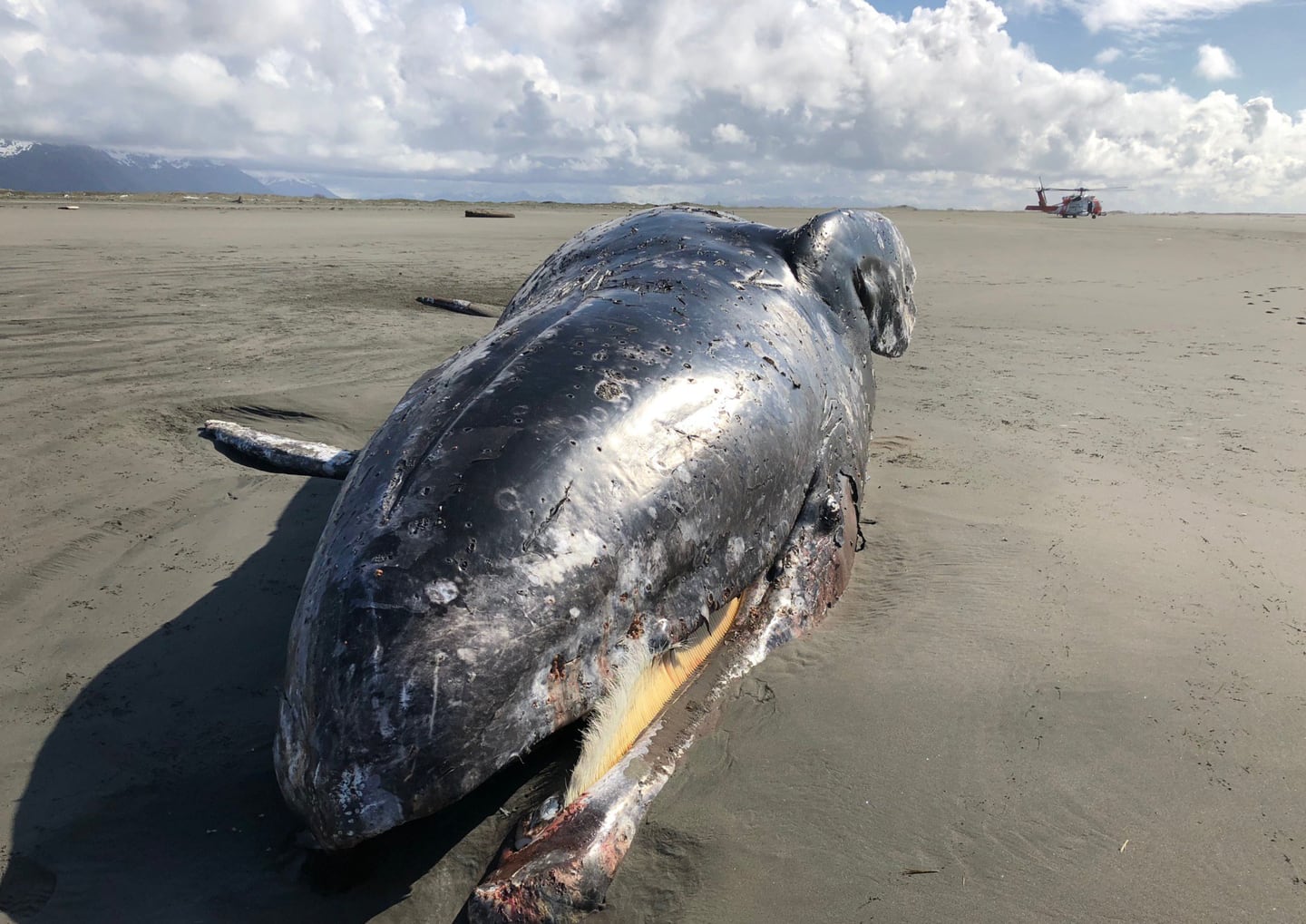 Gray whale dead near Cordova