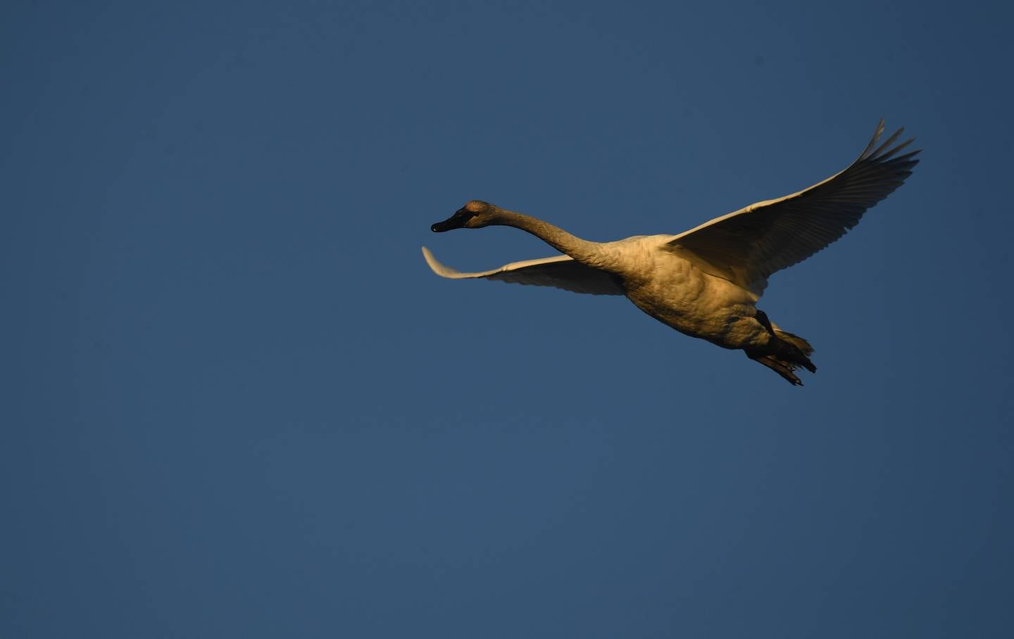 Swans, Trumpeter Swans, Potter Marsh, Seward Highway, Turnagain Arm, Birds, Water Fowl, Flight, Tundra Swan, Chugach Mountains