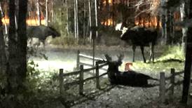 Bull moose are in rut across Southcentral Alaska. We witnessed a brutal fight in the middle of the city.