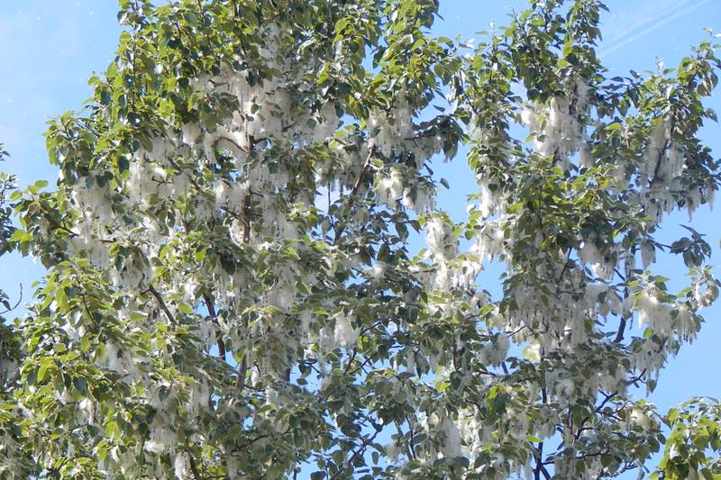 Cottonwood fluff is flying in Anchorage, and the complaints are piling up