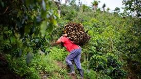 Falling coffee prices drive Guatemalan migration to the United States 
