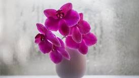 Poem: The Costco Orchid