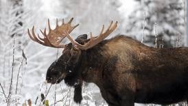 Are we exacerbating moose declines in severe winters?