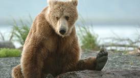 Now is your chance to nab a permit to watch McNeil River bears feast on salmon this summer