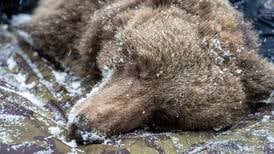Learning to sleep like a bear could save your life