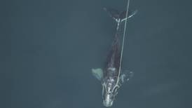 North Atlantic right whales are getting smaller. Scientists say humans are to blame.