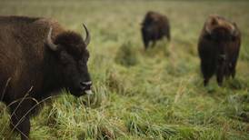 How the bison, once nearing extinction, lived to become America's national mammal