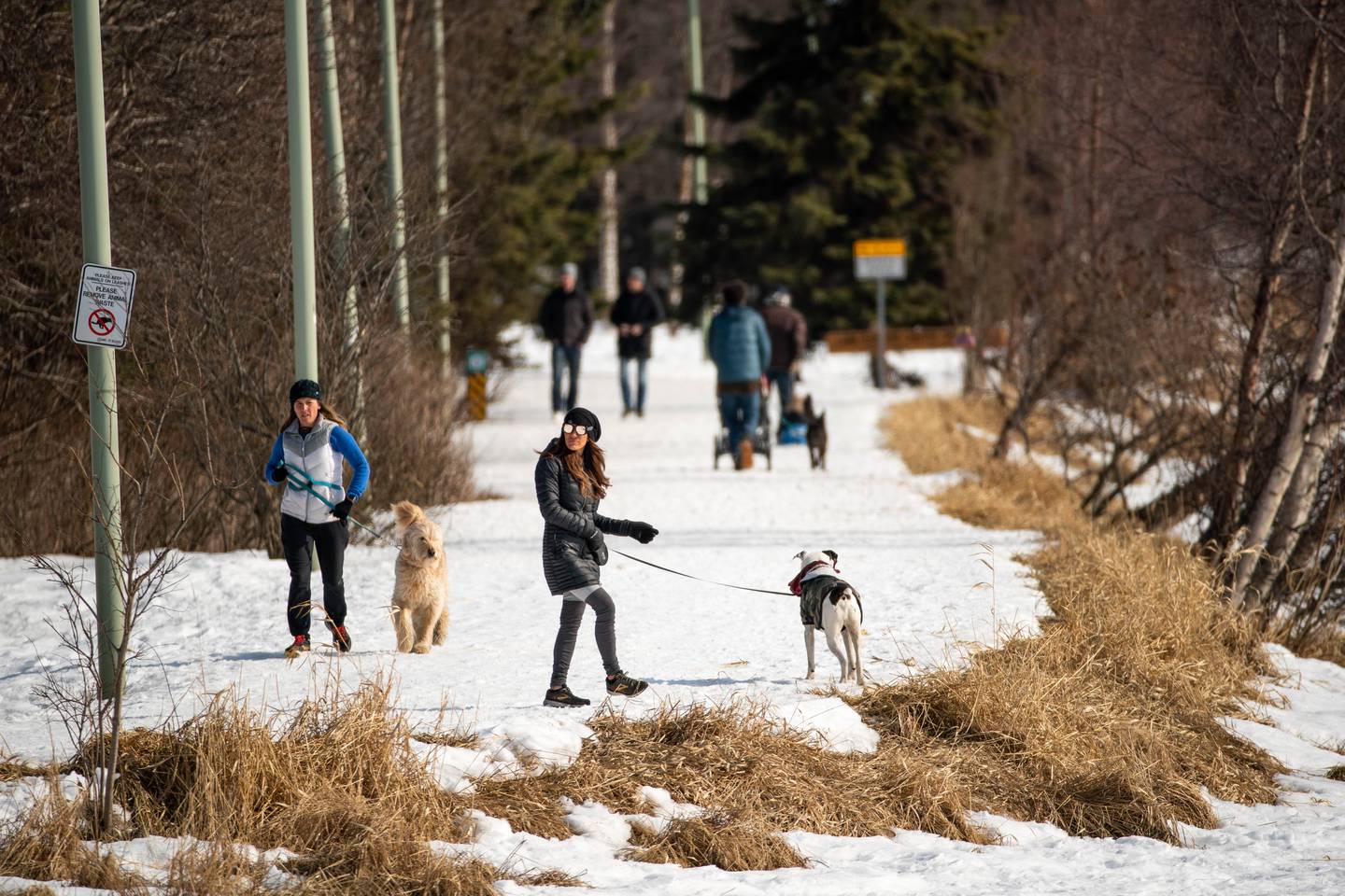 dog, dogs, outdoors, westchester, westchester lagoon