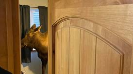 Soldotna firefighters rescue moose from basement