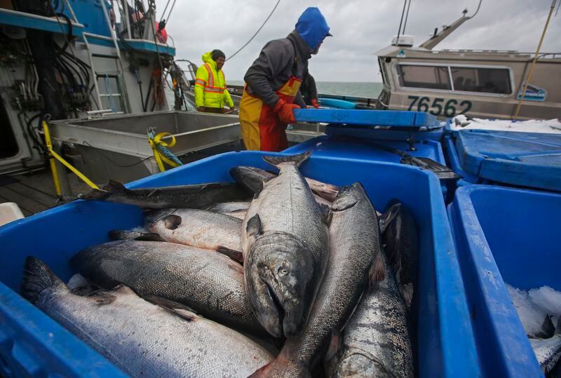 A Russian seafood ban will drive up prices, but it’s too soon to say if Alaska fishermen will benefit 