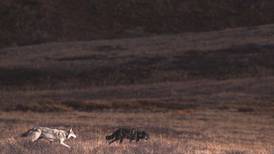 Denali National Park wolves: Viewed by many, trapped by a few