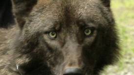 Windy the wolf dies at 16, marking the end of an era at Alaska Zoo