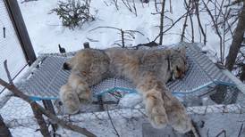 Trapping and tracking lynx north of the Arctic Circle