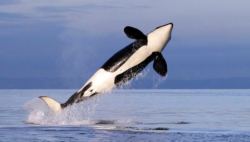 A female resident orca breaches in Puget Sound near Bainbridge Island, Wash. (AP Photo/Elaine Thompson, File)