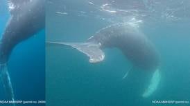 Tangled whale freed from fishing line near Unalaska