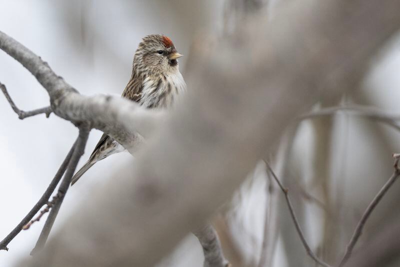 A redpoll perches on branch along the Campbell Creek Trail in Anchorage. (Marc Lester / ADN)