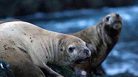 SeaLife Center welcomes 2 new Steller sea lions