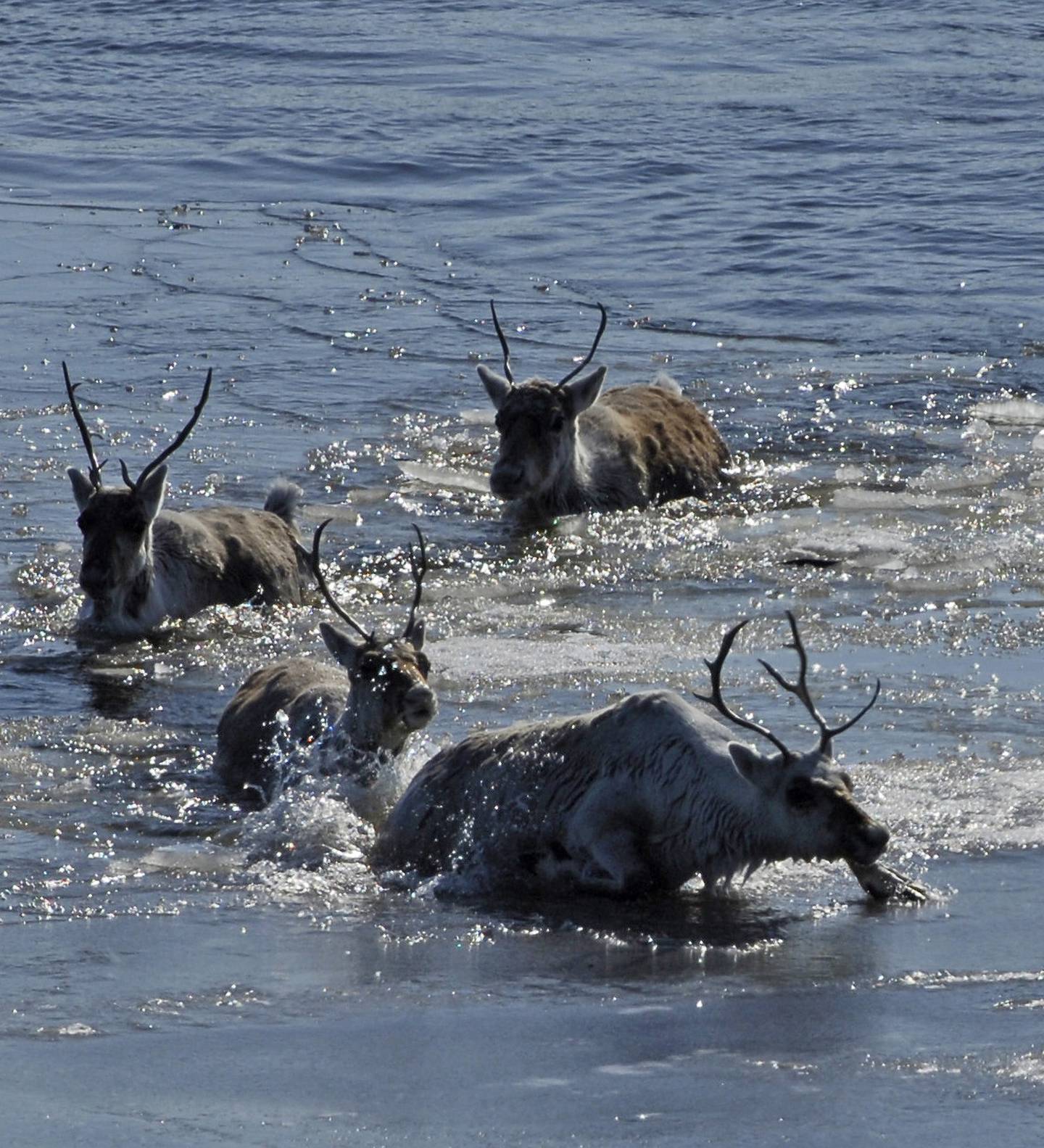 Caribou crossing the Kobuk