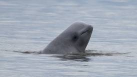 Environmental groups give notice they’ll sue to protect Cook Inlet belugas from oil and gas operations