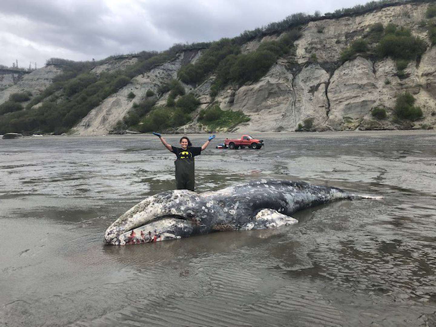 gray whale, dead, NOAA, Clam Gulch, beached