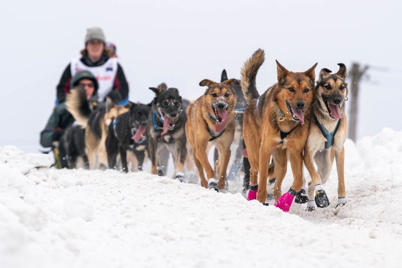 Rookie musher Kaci Murringer crests a hill on Cordova Street on Saturday, March 7, 2020 during the ceremonial start of the Iditarod Trail Sled Dog Race in Anchorage. (Loren Holmes / ADN)