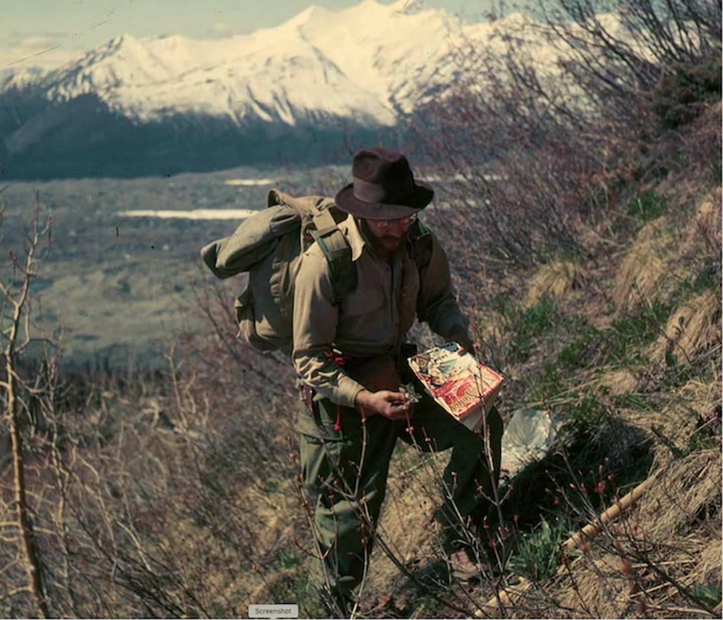 George Argus collects samples of willow shrubs on a slope near the town of McCarthy