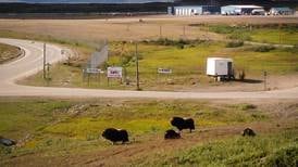 First musk ox taken in Nome-area hunt as attacks on dogs continue