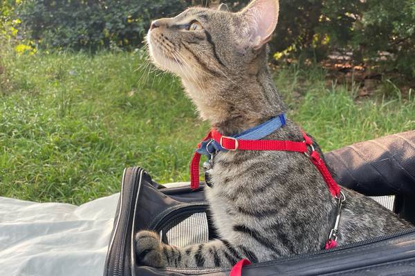 How to (responsibly) let your cat go outside