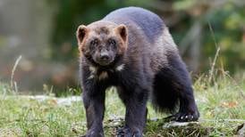U.S. moves to protect wolverines as climate change thaws mountain refuges