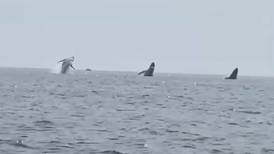3 humpback whales off Cape Cod jump in unison in ‘once in a lifetime’ moment caught on video