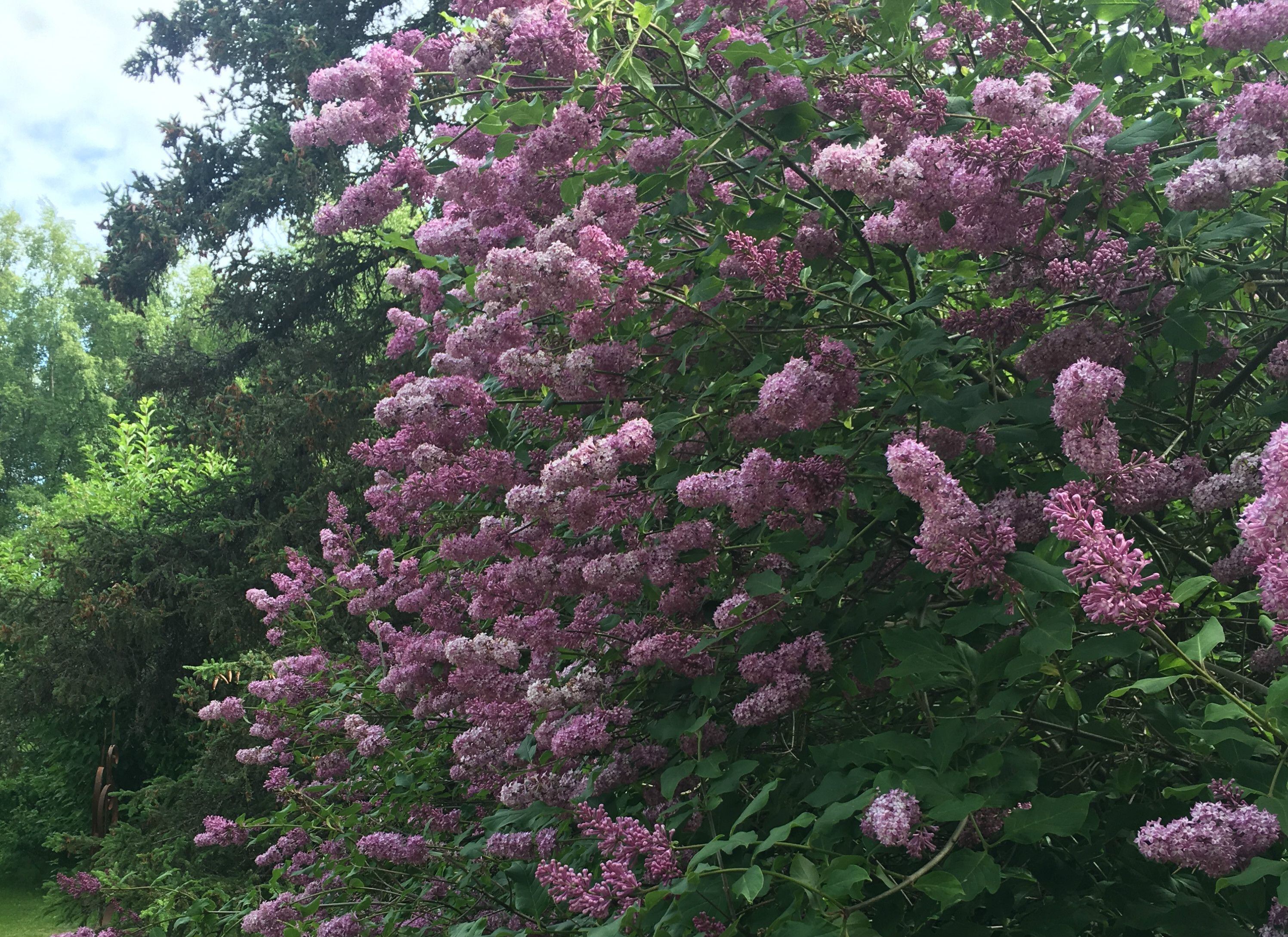Her 'Sensation' lilac looks different this year. Enjoy! - Indiana Yard and  Garden - Purdue Consumer HorticulturePurdue University Indiana Yard and  Garden – Purdue Consumer Horticulture